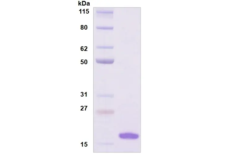 [MC09-050] Recombinant Human Siglec-7, His Tag -50 ug
