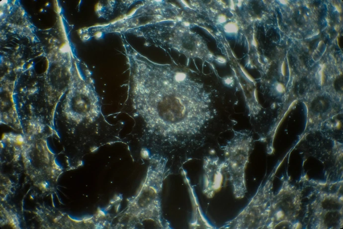 Single Cell  RNA Sequencing Cours